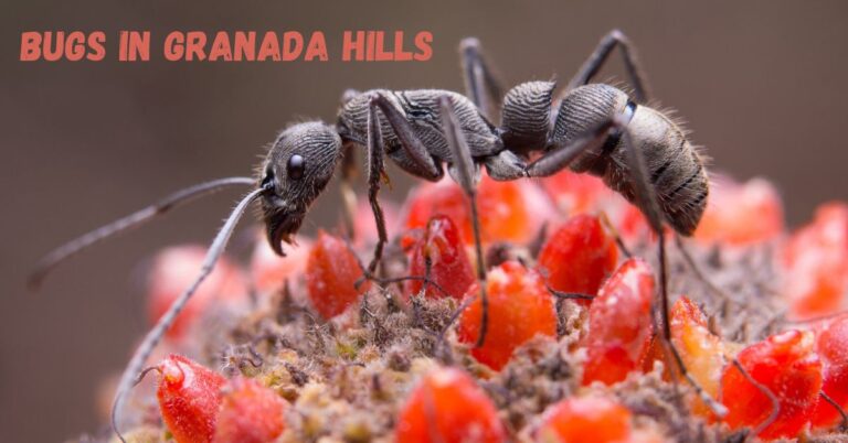 The Most Common Bugs in Granada Hills, California: A Comprehensive Guide